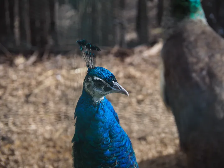 Lens Polder Petting zoo in Newport (Belgium)